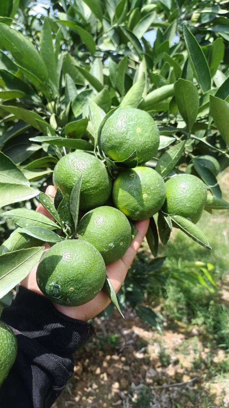 云南高原蜜橘准备大量上市