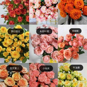 多头玫瑰鲜花花束泡泡批发配色云南昆明基地直发家用水养