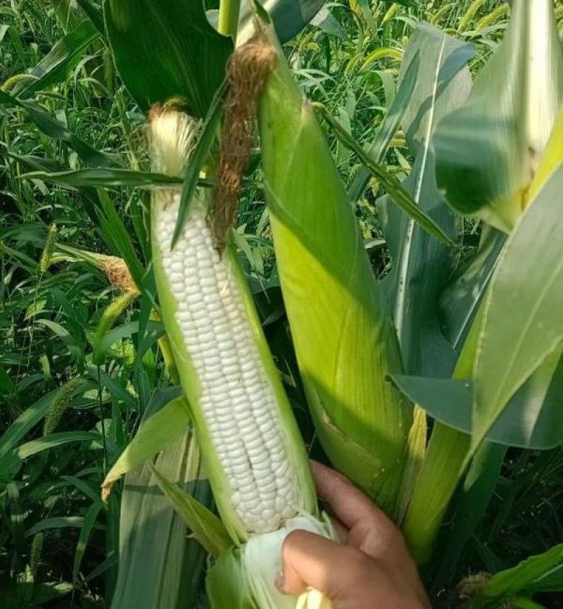 糯玉米甜糯玉米白玉米水果鲜玉米常年供货欢迎咨询