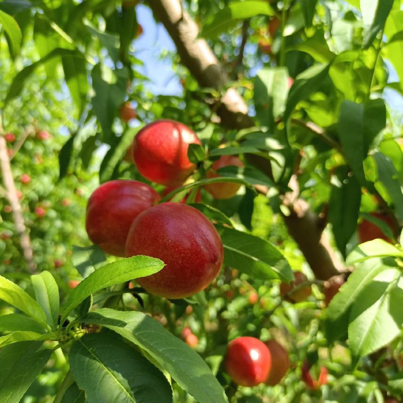 珍珠枣油桃