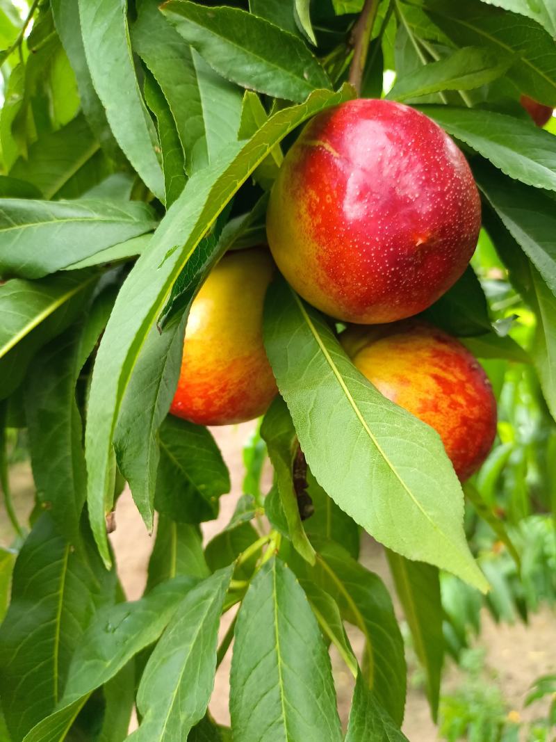 珍珠枣油桃