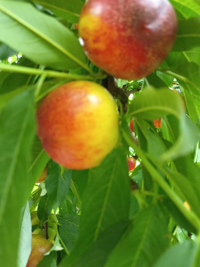 珍珠枣油桃