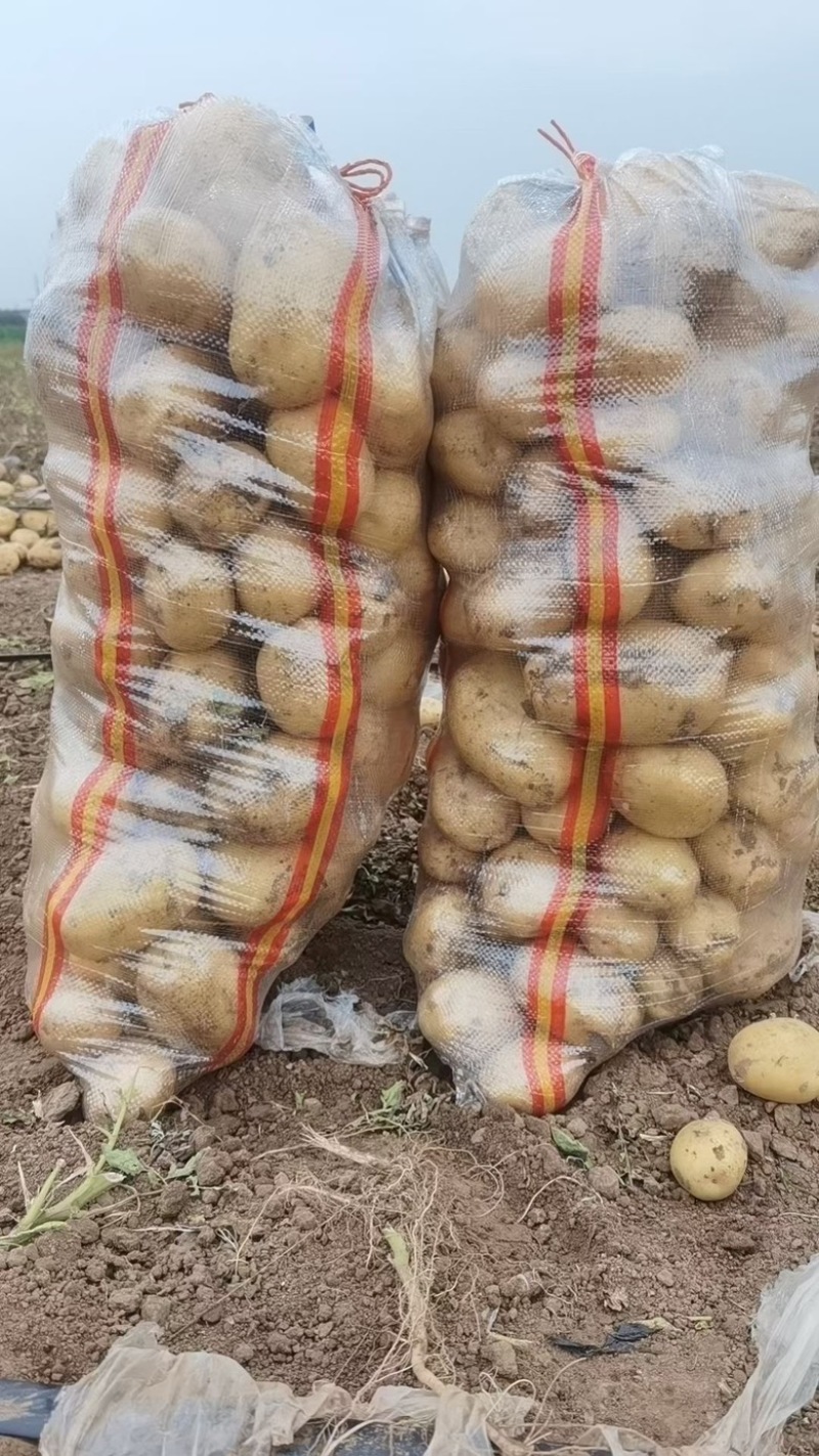 精品土豆，各种品种，包装全国产地供应，大量供应