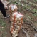 精品土豆，各种品种，包装全国产地供应，大量供应