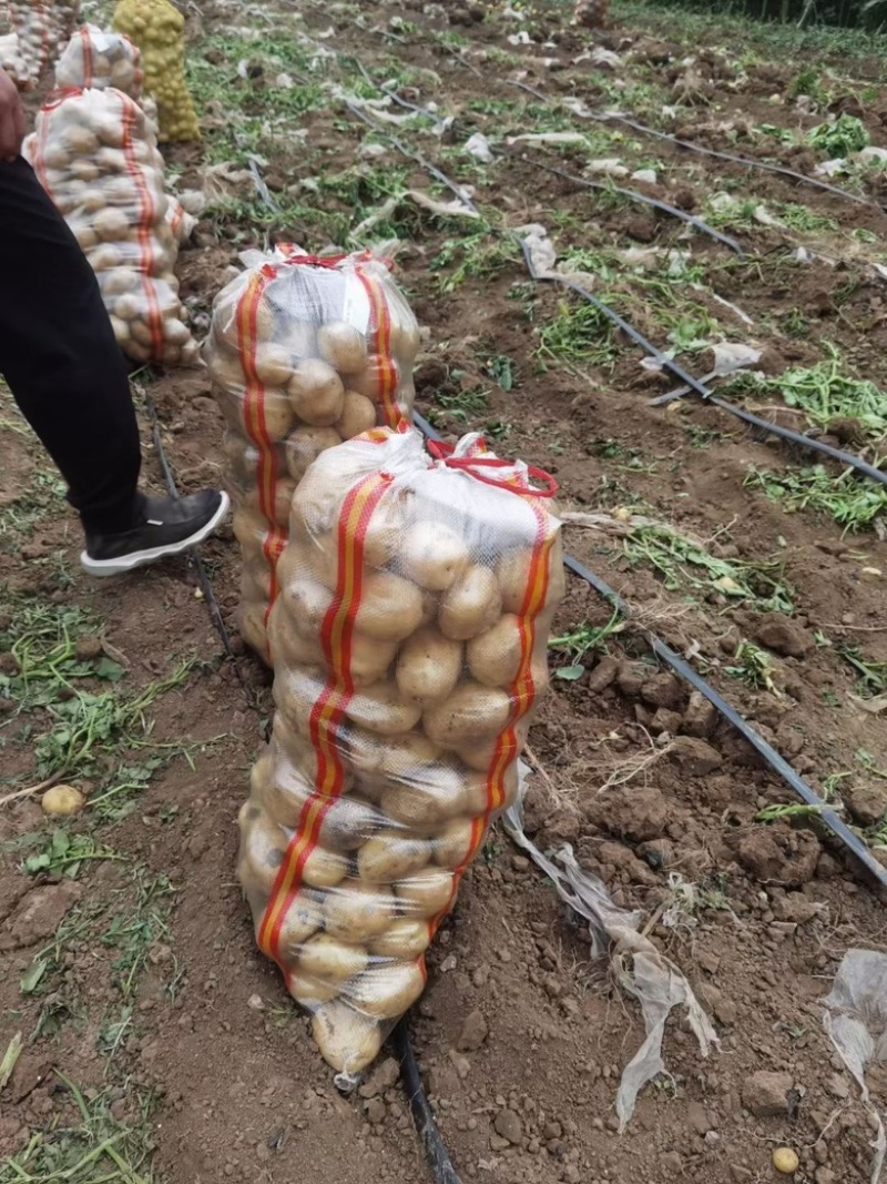 精品土豆，各种品种，包装全国产地供应，大量供应