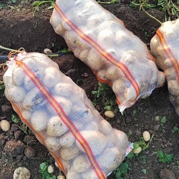 精品土豆，各种品种，包装全国产地供应，大量供应