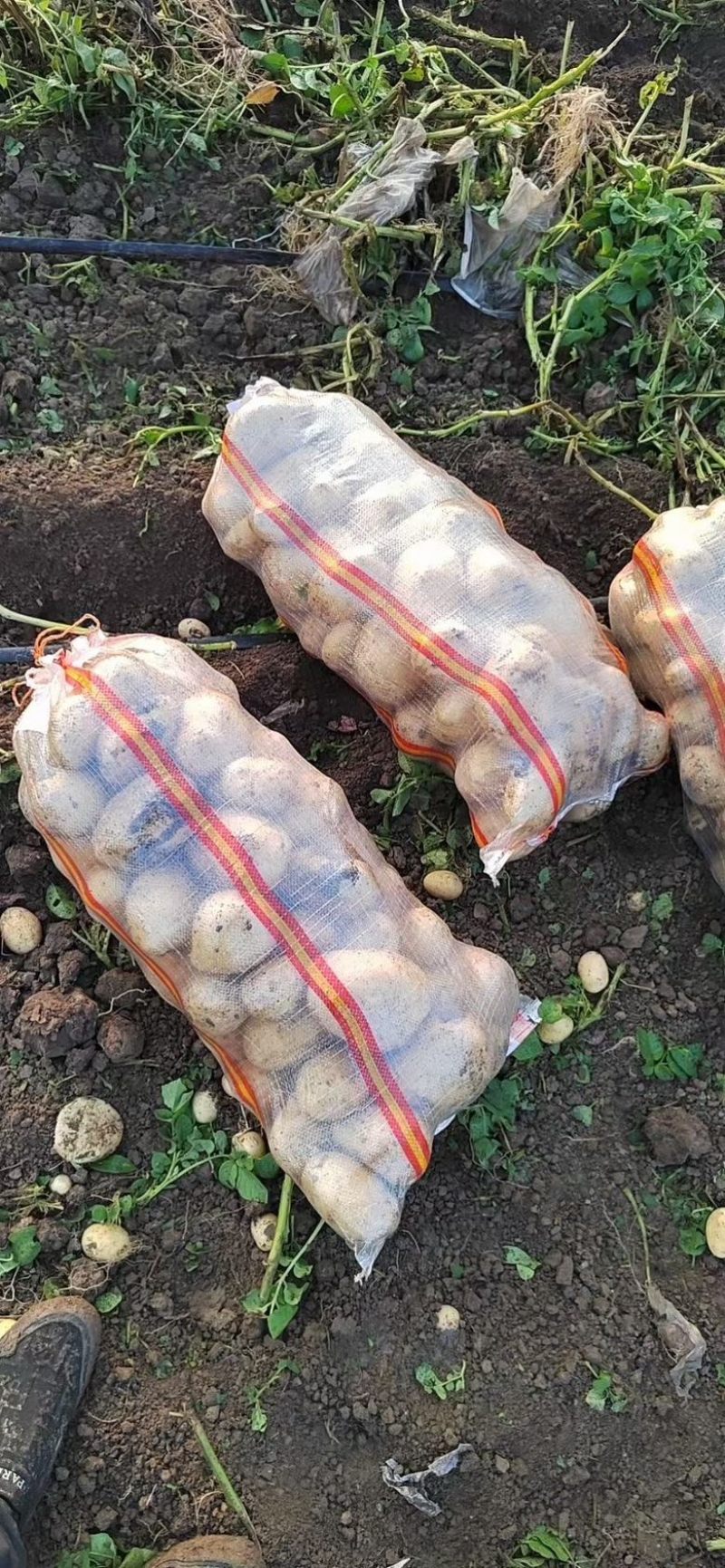 精品土豆，各种品种，包装全国产地供应，大量供应