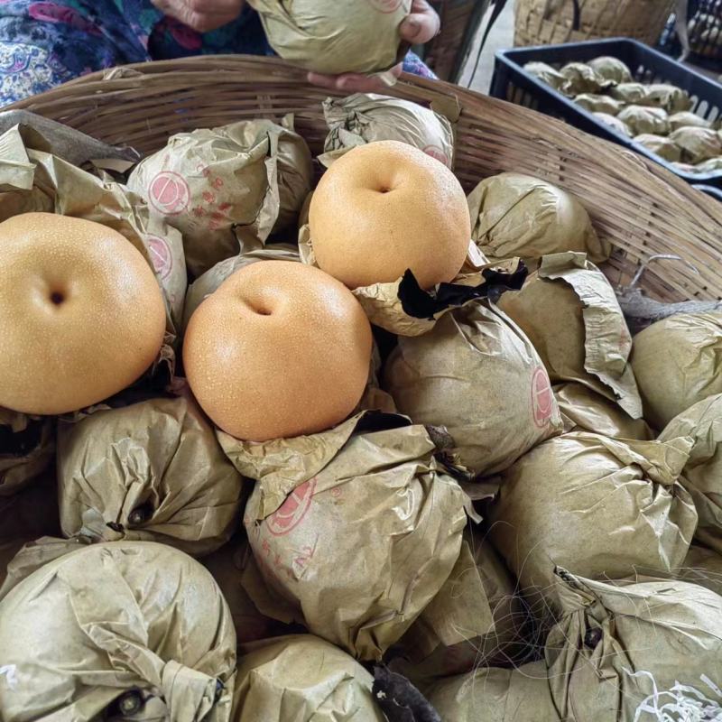眉山圆黄梨又甜又泡
