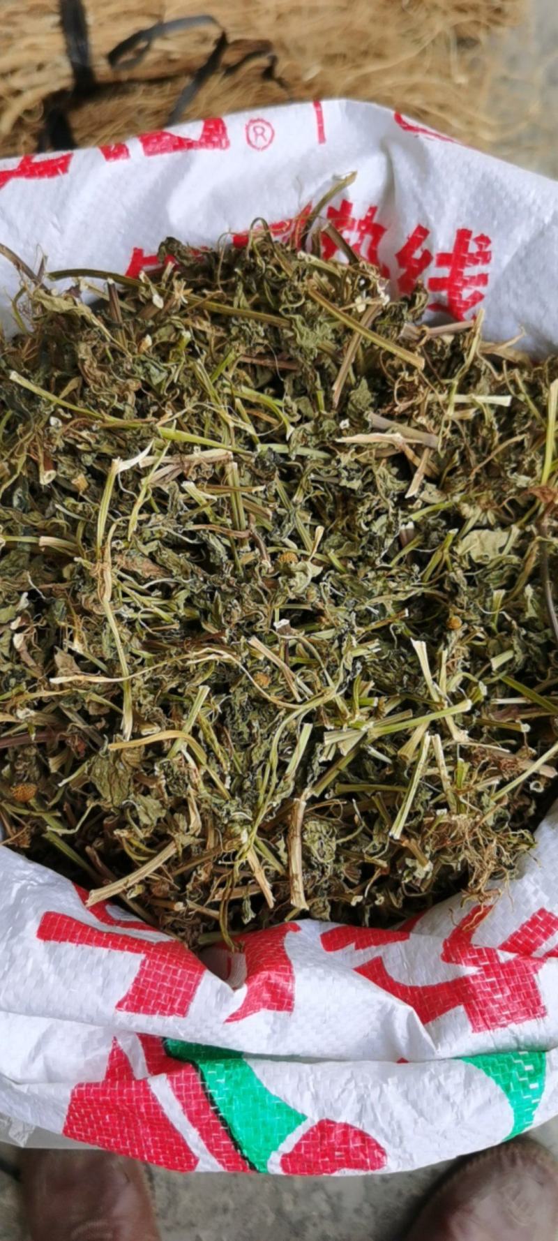 天文草金纽扣雨伞草拟千日菊