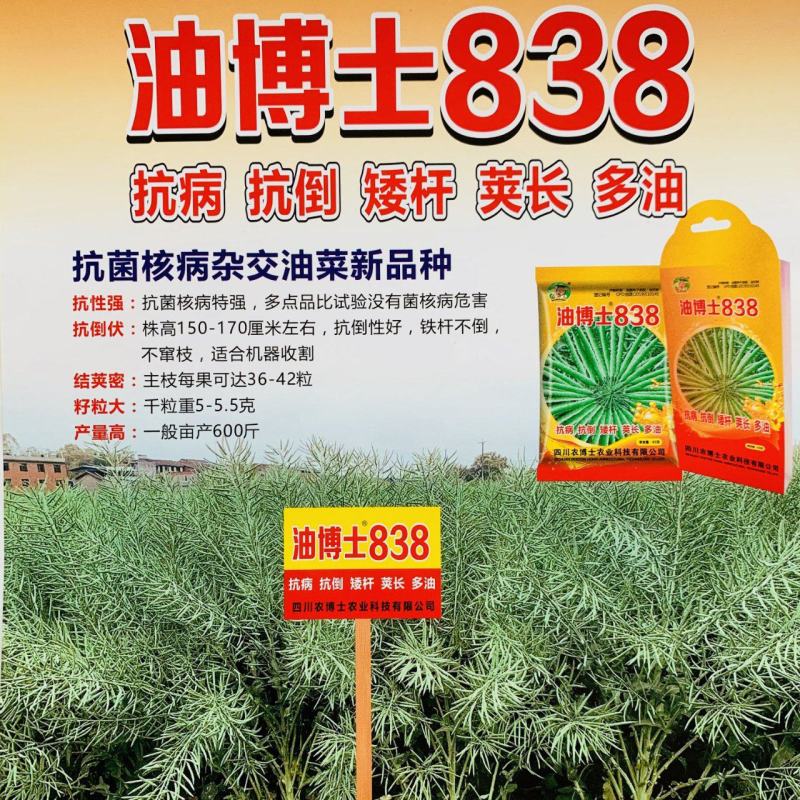 高产油菜籽油菜种子出油率高抗病抗倒矮杆杂交油菜子