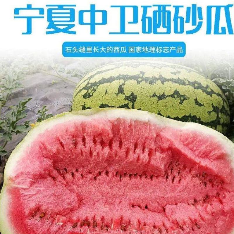 (强烈推荐)正宗宁夏石头缝蹦出来的石头瓜，糖度高，皮毛靚