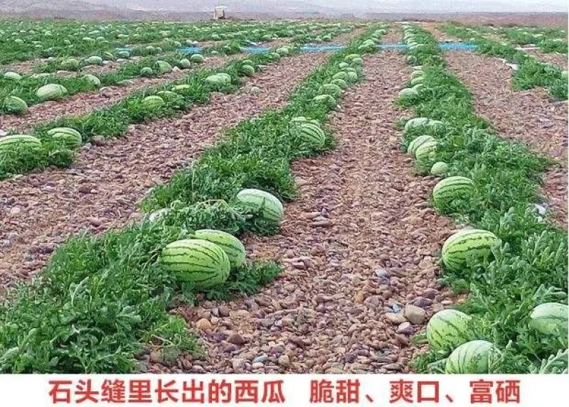 (强烈推荐)正宗宁夏石头缝蹦出来的石头瓜，糖度高，皮毛靚