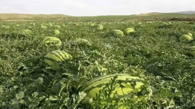 (强烈推荐)正宗宁夏石头缝蹦出来的石头瓜，糖度高，皮毛靚