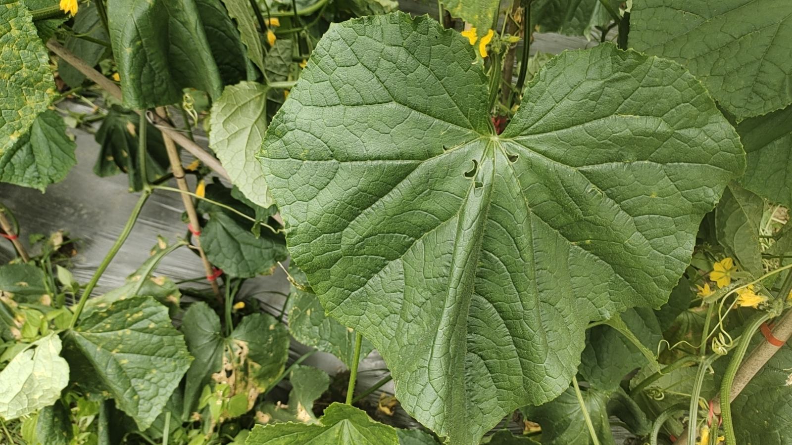 刺儿菜植物特写