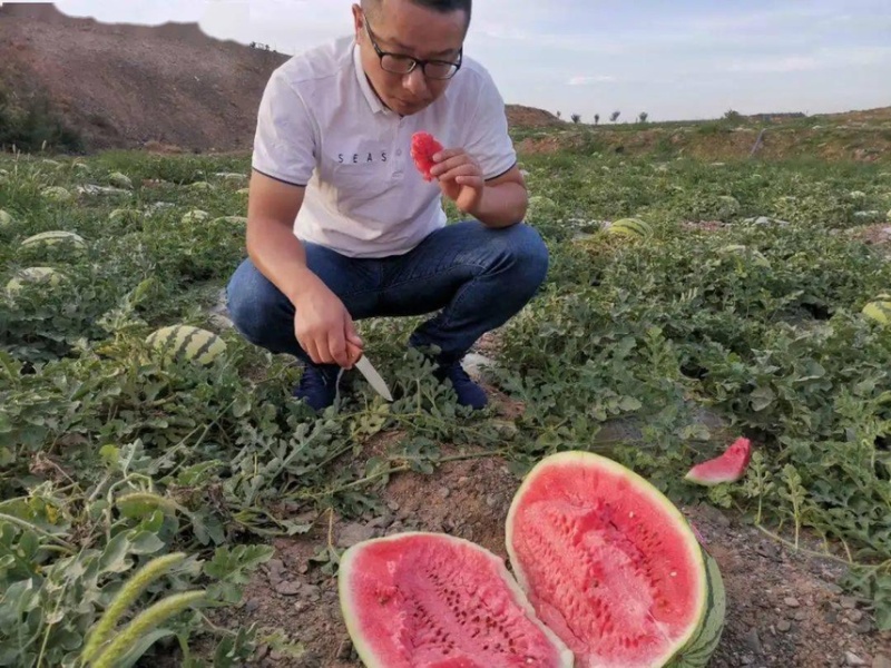 宁夏硒砂瓜，石头瓜，甜度高，个头大，甜度高耐运输，