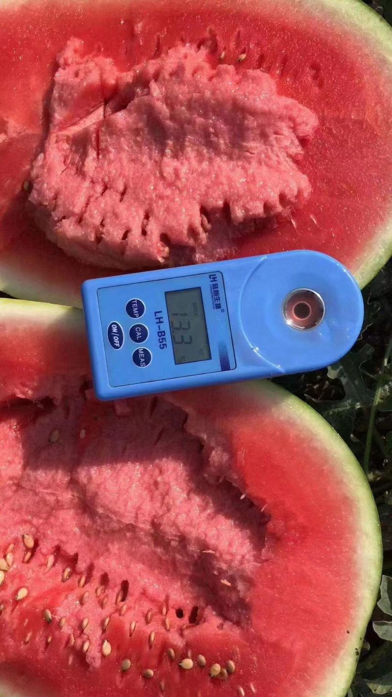 (强烈推荐)正宗宁夏石头缝蹦出来的石头瓜，糖度高，皮毛靚