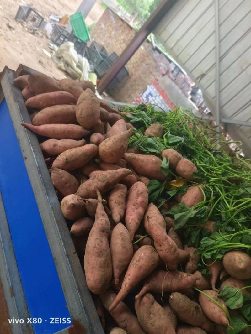 精品龙薯九，大量供应，质量好
