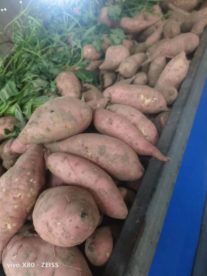 精品龙薯九，大量供应，质量好