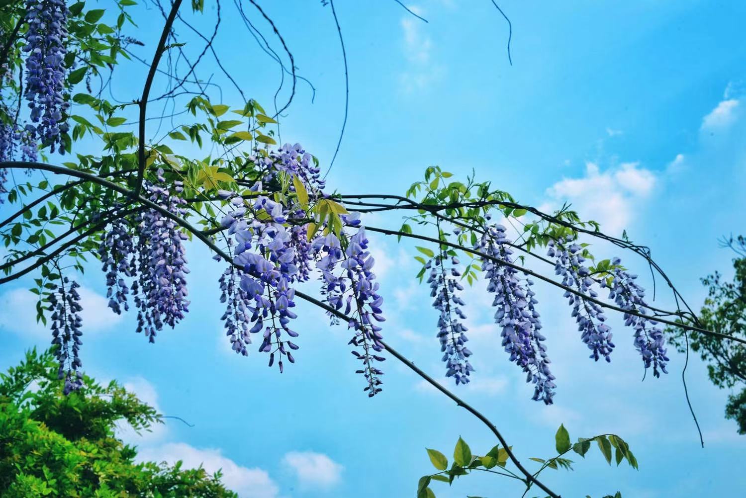 椴树开花实景图