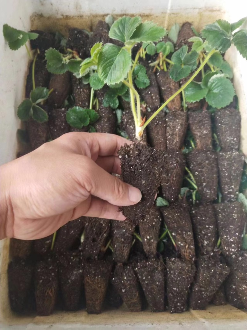 脱毒草莓苗大叶红颜隋珠沙土地育苗看货现挖，签订合同