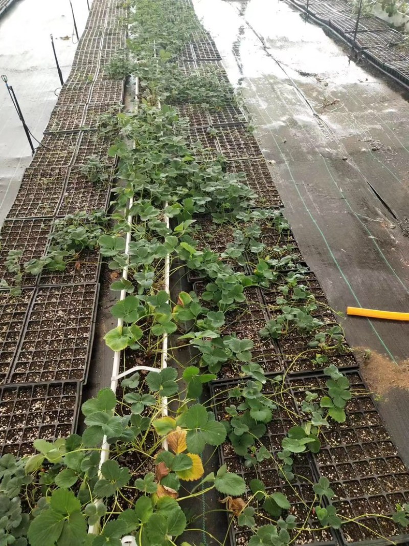 脱毒草莓苗大叶红颜隋珠沙土地育苗看货现挖，签订合同