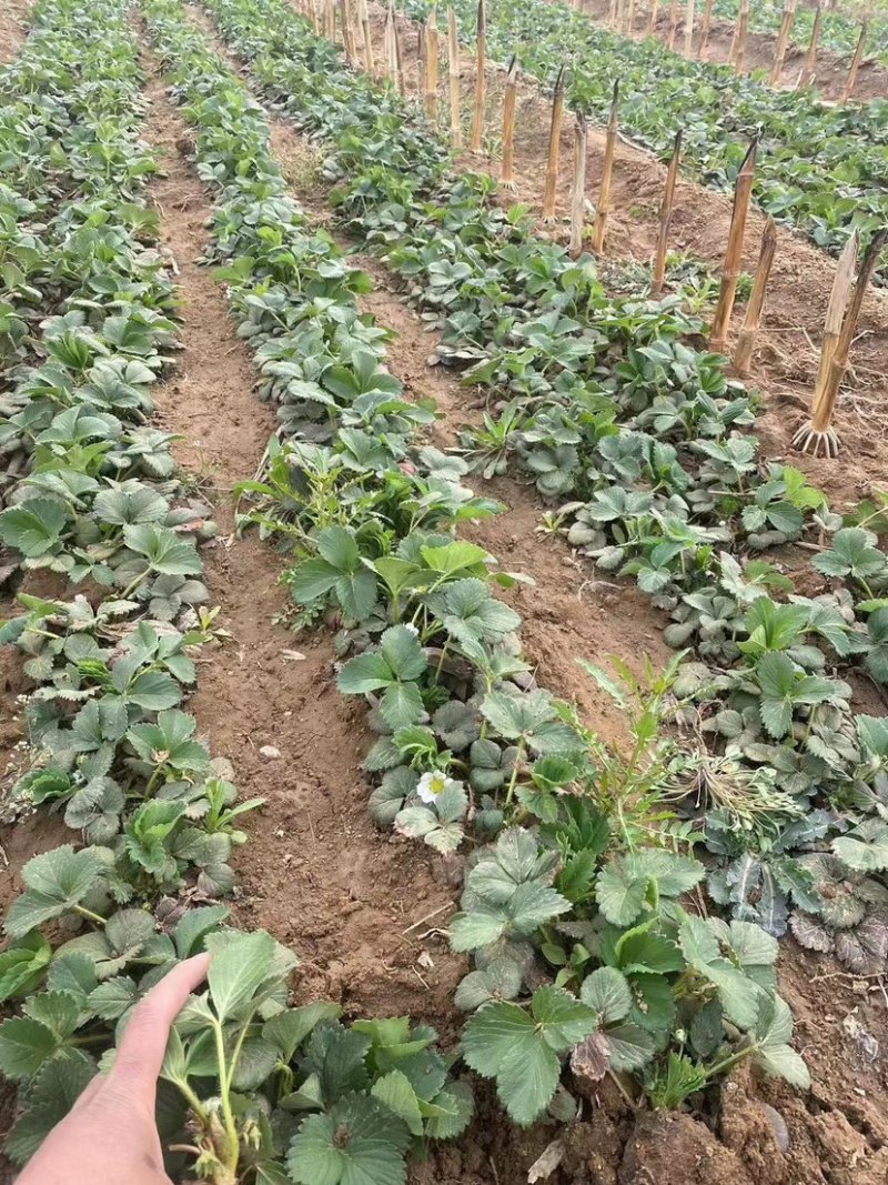 脱毒草莓苗大叶红颜隋珠沙土地育苗看货现挖，签订合同