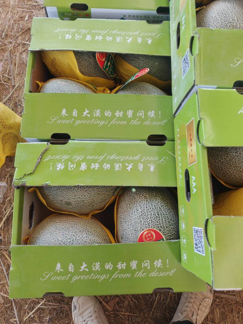 甘肃民勤沙漠蜜瓜西周密17