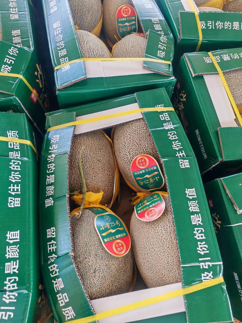 甘肃民勤沙漠蜜瓜西周密17