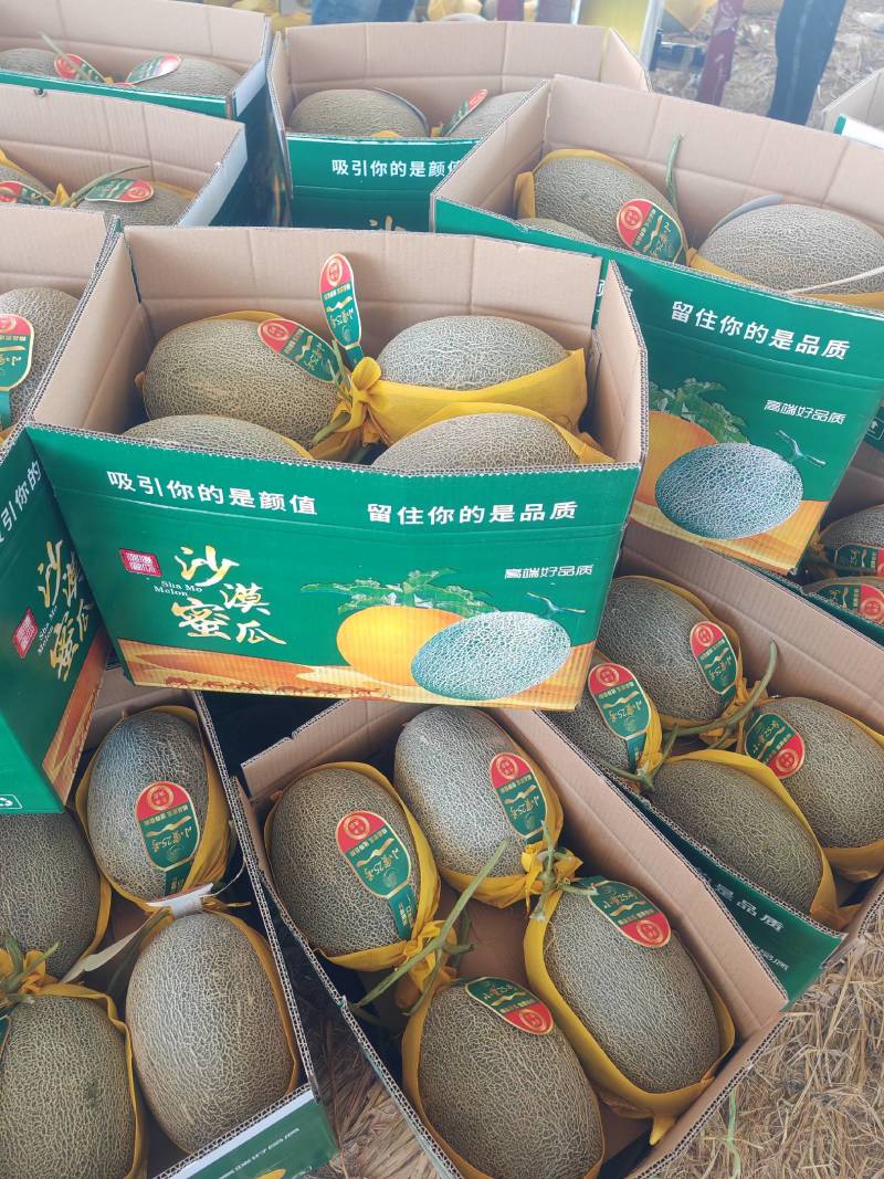 甘肃民勤沙漠蜜瓜西周密17