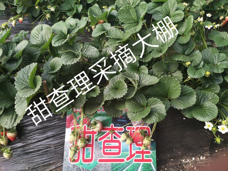 草莓苗香野隋珠大叶红颜妙香自产自销，看货起苗