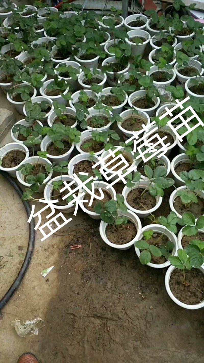 草莓苗香野隋珠大叶红颜妙香自产自销，看货起苗