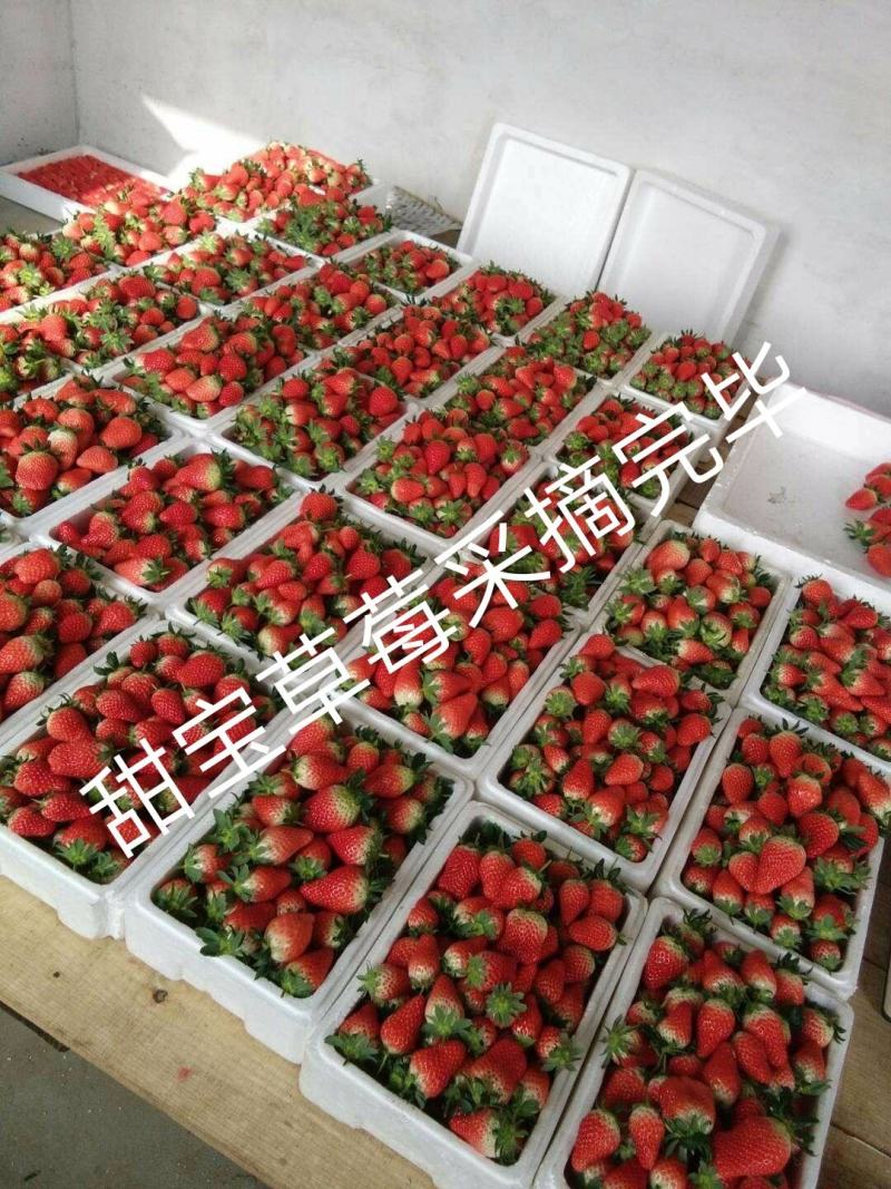 草莓苗香野隋珠大叶红颜妙香自产自销，看货起苗