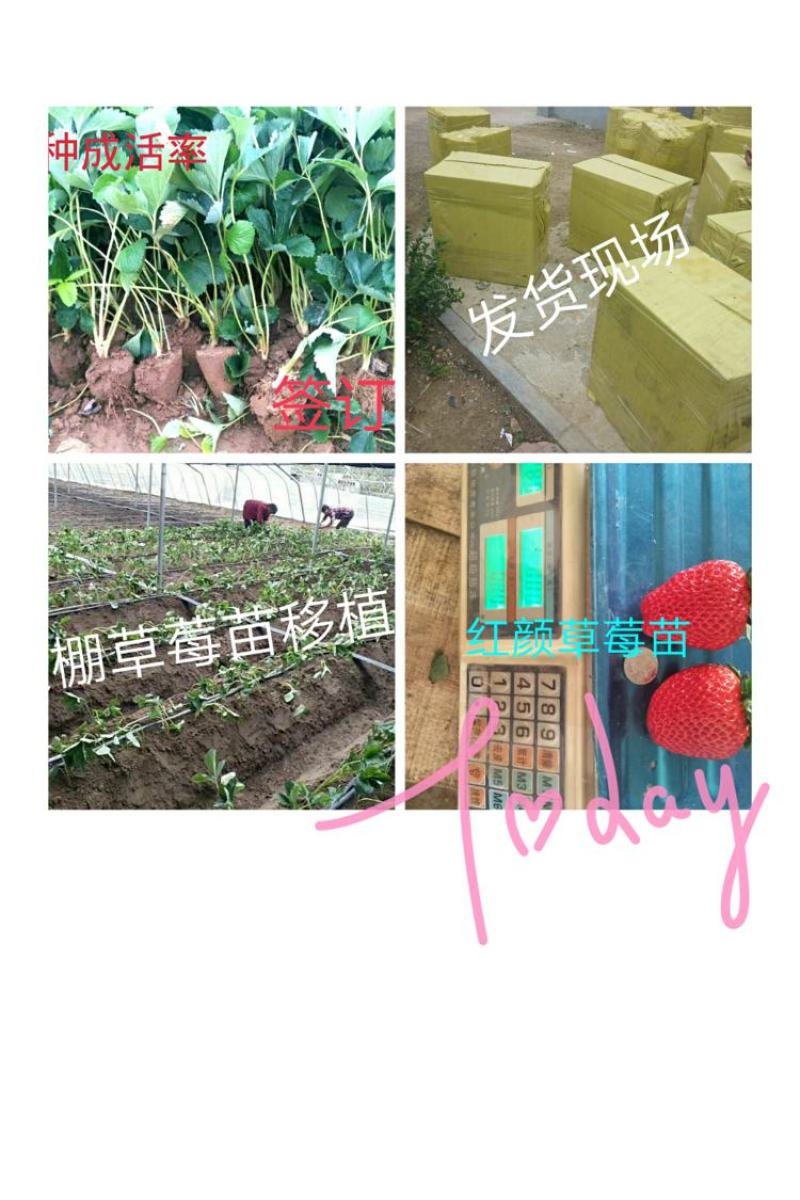 草莓苗甜宝草莓苗红颜草莓白雪公主草莓苗提供技术指导