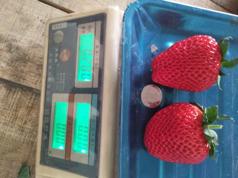 草莓苗甜宝草莓苗红颜草莓白雪公主草莓苗提供技术指导