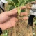 草莓苗甜宝草莓苗红颜草莓白雪公主草莓苗提供技术指导