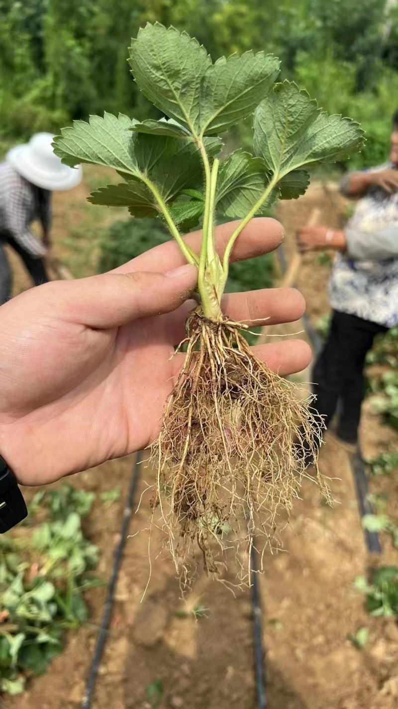 草莓苗甜宝草莓苗红颜草莓白雪公主草莓苗提供技术指导