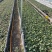 草莓苗甜宝草莓苗红颜草莓白雪公主草莓苗提供技术指导