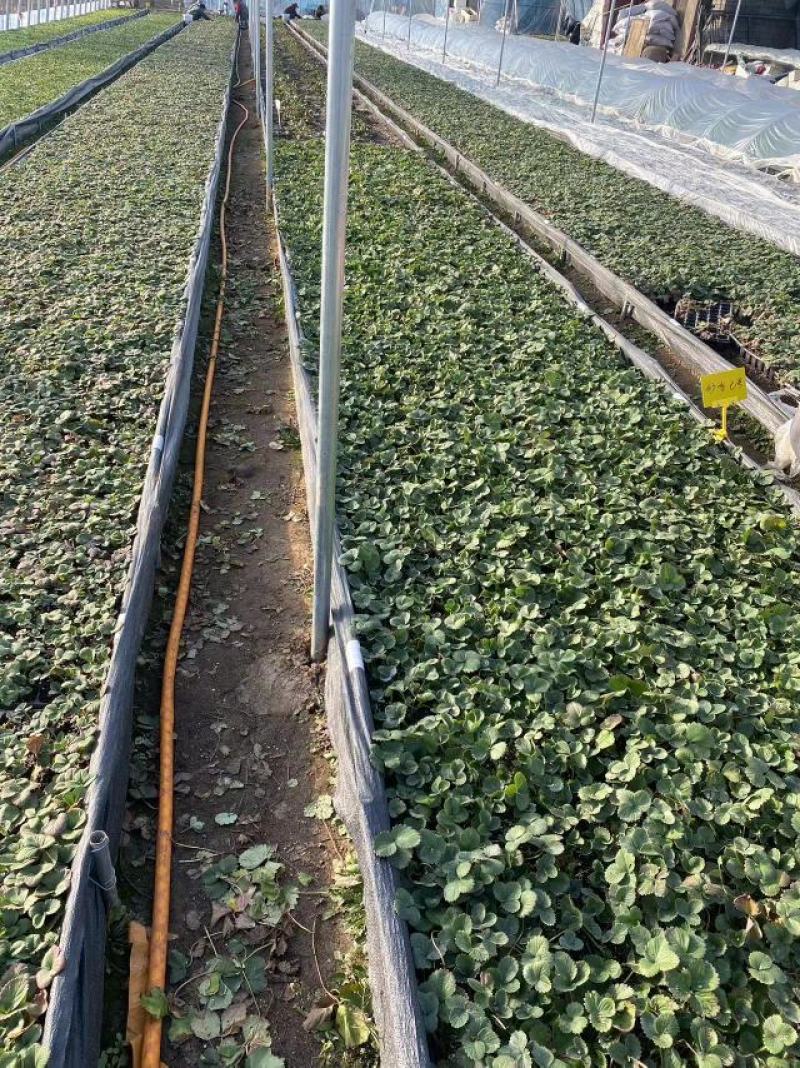 草莓苗甜宝草莓苗红颜草莓白雪公主草莓苗提供技术指导