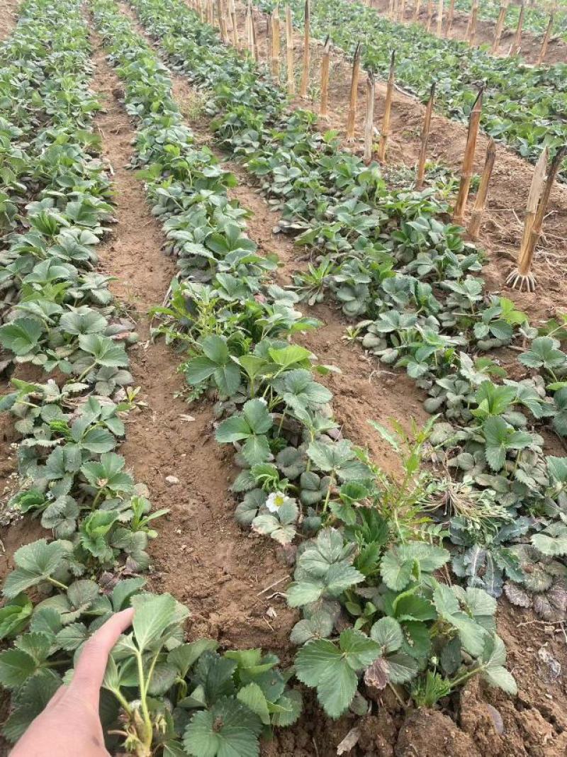 草莓苗甜宝草莓苗红颜草莓白雪公主草莓苗提供技术指导