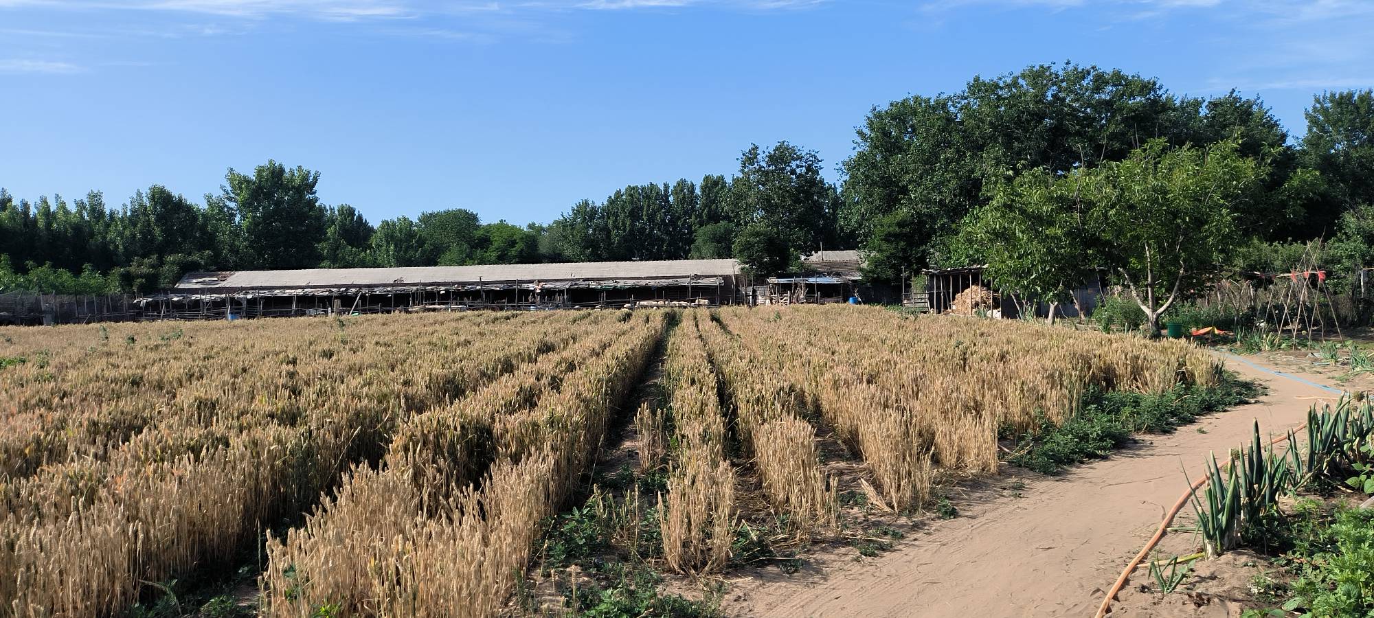 牧民在草原上放牧羊群