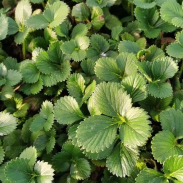 草莓苗甜宝草莓苗红颜草莓白雪公主草莓苗提供技术指导