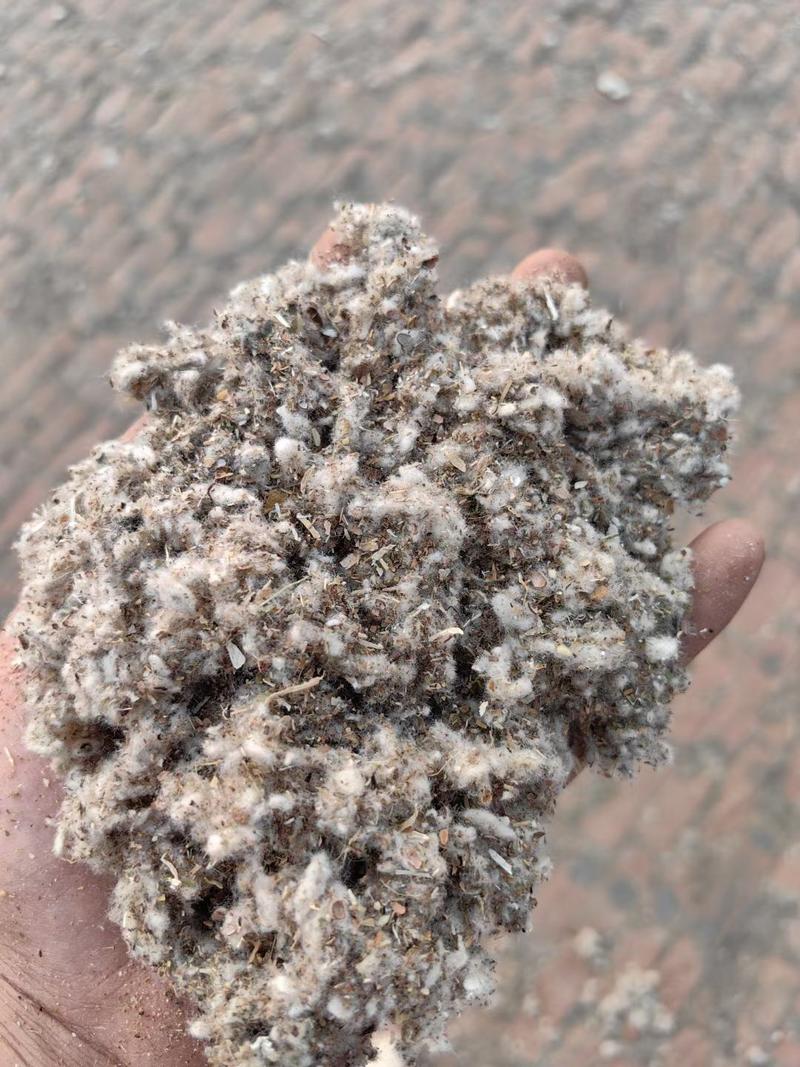 多次除尘棉渣可代替部分牧草降低成本可代替棉壳提高菌菇出茹
