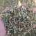 产新瞿麦，苣麦