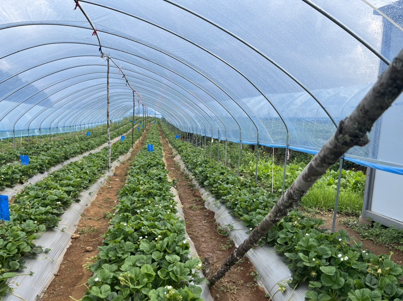 草莓深加工产品展示图