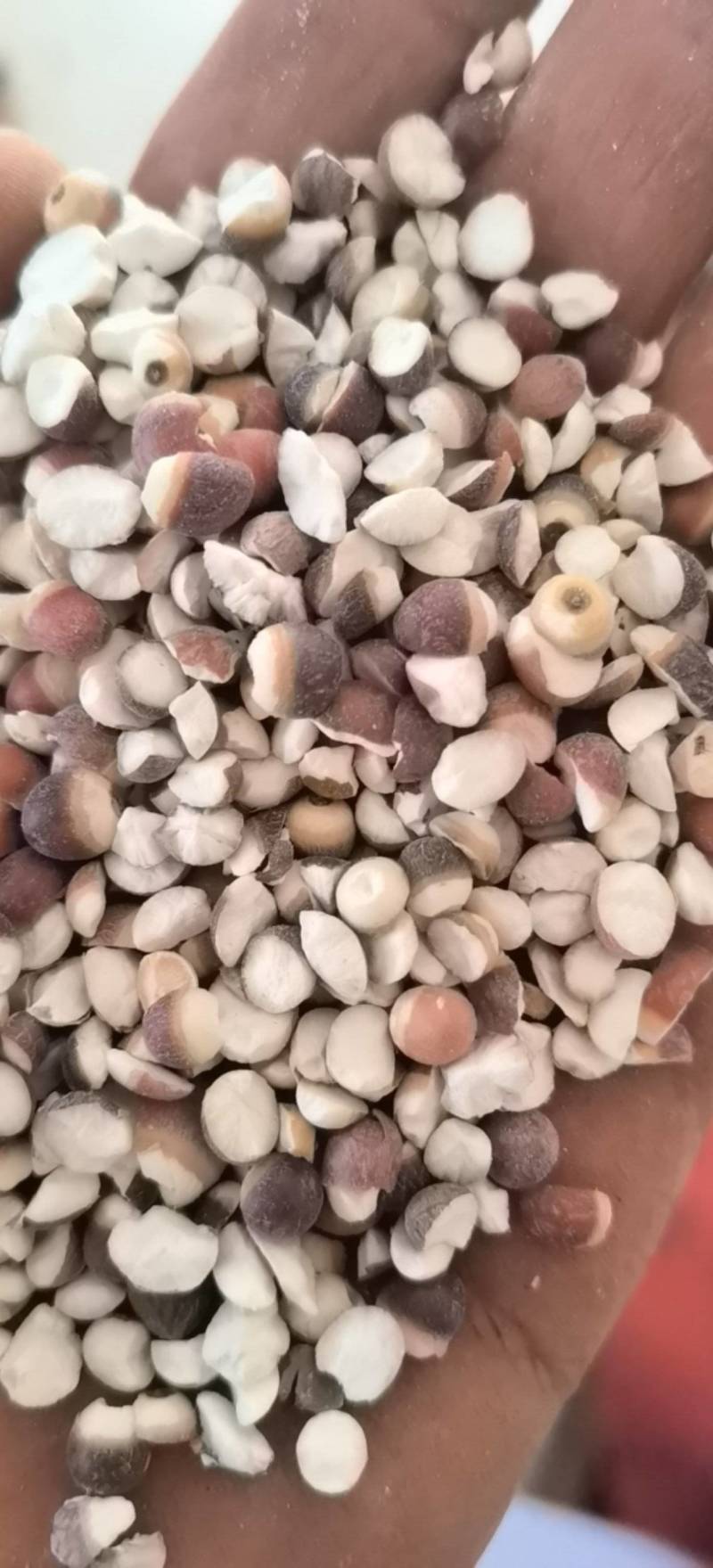 芡实一颗二开关书药业新货批发各种规格中药材