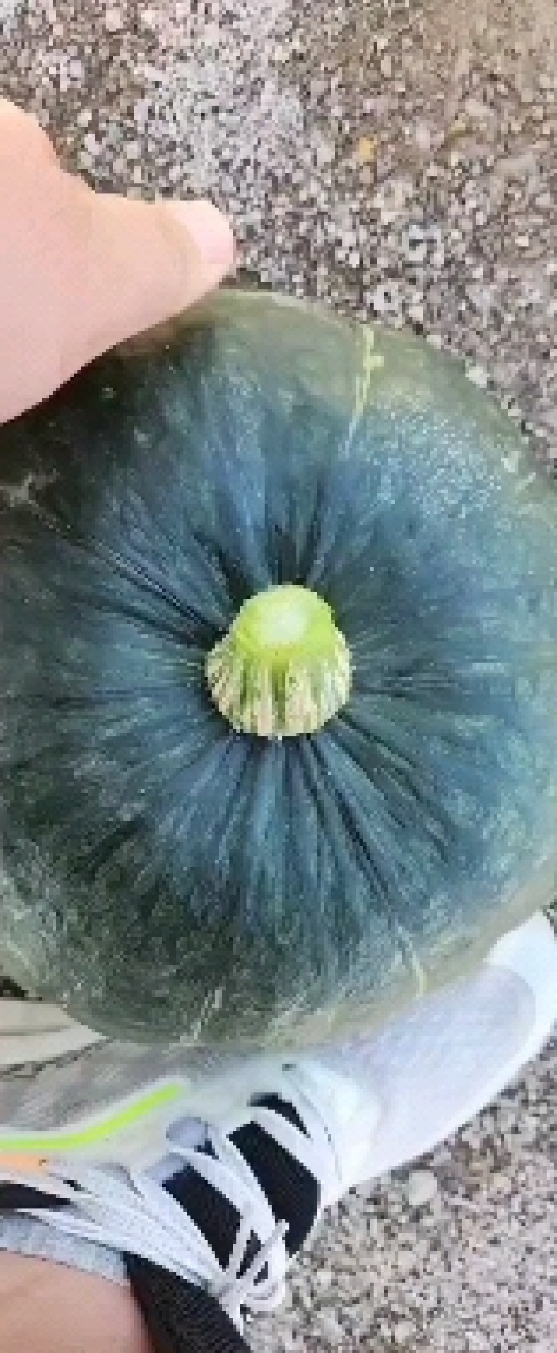 板栗南瓜