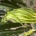 霸王花煲汤煮茶养肝护胃