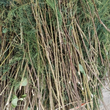 荆条