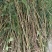 荆条