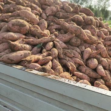 二两以上龙九红薯，河北省邢台市柏乡县，出货快，量大